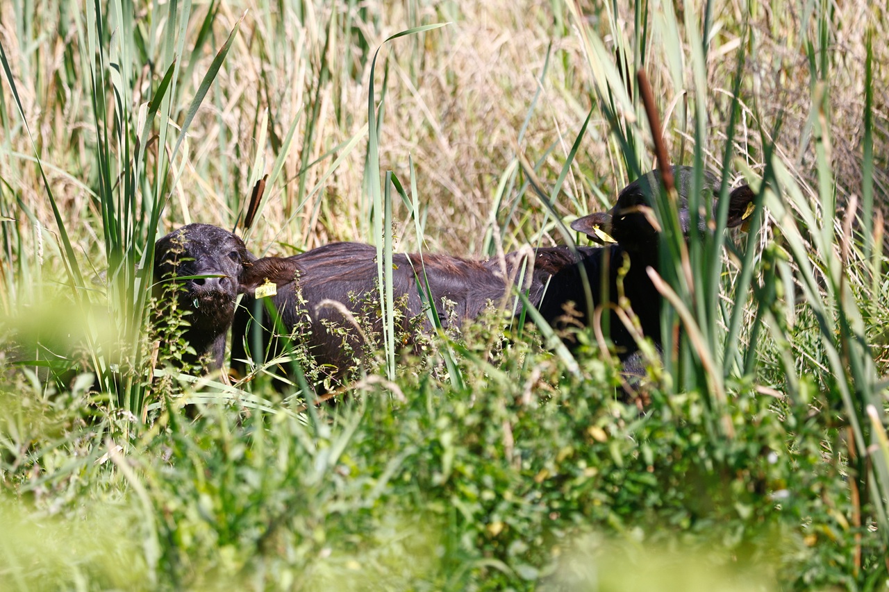 The preliminary work was lengthy and sometimes very difficu - Bild 3